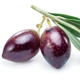 Chemlali Olive Tree Live Plant - Olea europaea