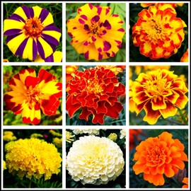 Mixed Colors Marigold Seeds French Dwarf Flowers Seed Planting Outdoors Garden 200 Pcs Seeds