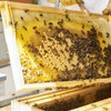 Beehive Wax Coated Foundation Sheet,8-1/2-Inch Deep Beeswax Foundation Sheets,10 Pcs