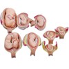 WYDDDARY Human Anatomical Embryonic Development Teaching Model 8 PCS Embryo