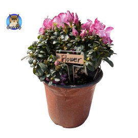 Owlery Copper Plate Metal Plant Labels Garden Stake Tags Reusable Planting Gardening Markers (5 x 2.6 inch)