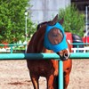 Horse Fly Mask with UV Protection - Breathable and Soft