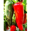 KIRA SEEDS - Seeds Jalapeno Chili Pepper - Hot -