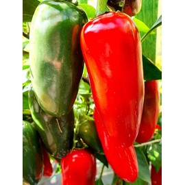 KIRA SEEDS - Seeds Jalapeno Chili Pepper - Hot - Heirloom Vegetable - GMO Free