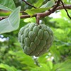 Sugar Apple SẸẸDS - 20+ - Custard Apple (Sweetsop) -