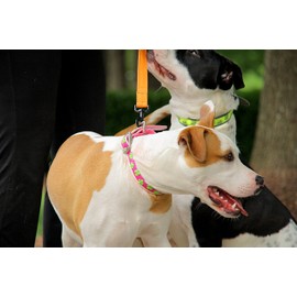 Dublin Dog All Style No Stink Dog Collar - Lots-O-Luck | Limerick