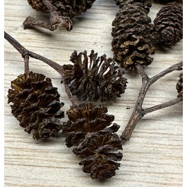 Awesome Aquatic Alder & Casuarina Cones Betta Shrimp Tank Promotes Natural Habitat, Breeding, Tannin Producing Improves Immunity, Easy to Use (24-12 ea Alder/Casuarina)