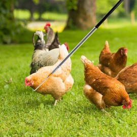 Abizarch Telescopic Chicken Catcher Leg Hook， 58.5 Inch Chicken Net Catcher with Non Slip Rubber Handle, Can Withstand 3.5 lbs Chicken,Farm Tools for Poultry Chicken Turkeys Geese Ducks