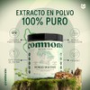 COMMONS Hongos Adaptógenos Hongo Maitake Suplemento Alimenticio En Polvo