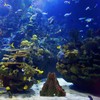 Fish Tank Volcano, Volcano , Reastic Resin Volcano Decorative Fish
