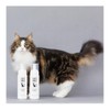 【Developed in collaboration with cat experts】A.P.D.C. Professional Foaming Shampoo for