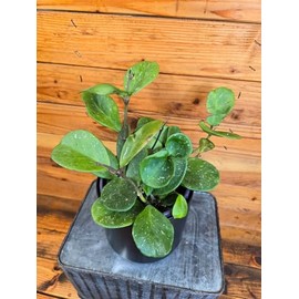 Hoya Obovata, 6" Plant