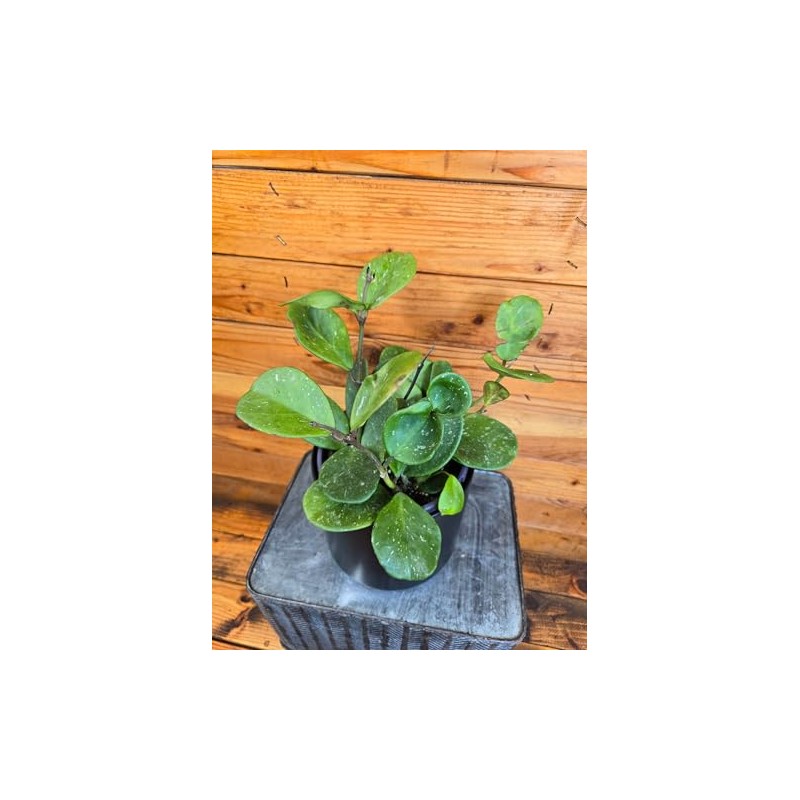 Hoya Obovata, 6" Plant