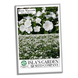 Dwarf White Rose Mallow Flower Seeds for Planting, 100+ Seeds Per Packet, (Isla's Garden Seeds), Non GMO & Heirloom Seeds, Botanical Name: Lavatera Trimestris, Great Home Garden Gift