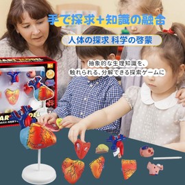 HYEANHLPYE 4D Cardiology Anatomy Model Decomposable Human Heart Model Medical Education Teaching Tools Science Experiment Toys for Students Biology Class Demonstration Model Doctor Medical Student