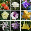 Seeds Bee Blooming Custom Devil Trumpet Mix -Trumpet Bush Seeds