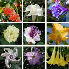 Seeds Bee Blooming Custom Devil Trumpet Mix -Trumpet Bush Seeds -Datura MANY COLORS