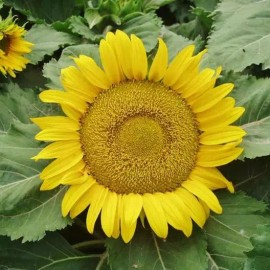 Mother Nature's Seeds Sunflower DWARF YELLOW PYGMY 18” Tall SAFE FOR BEES Non-GMO 25 Seeds.