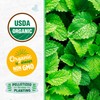 Back to the Roots 100% Organic Seed Packets - Peppermint