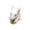 Grandroomchic Animal Miniature Handmade White Rat Mouse Statue Porcelain Figurine