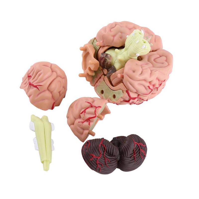 1pc Disassembled Anatomical Human Brain Model Medical Teaching Tool Toy