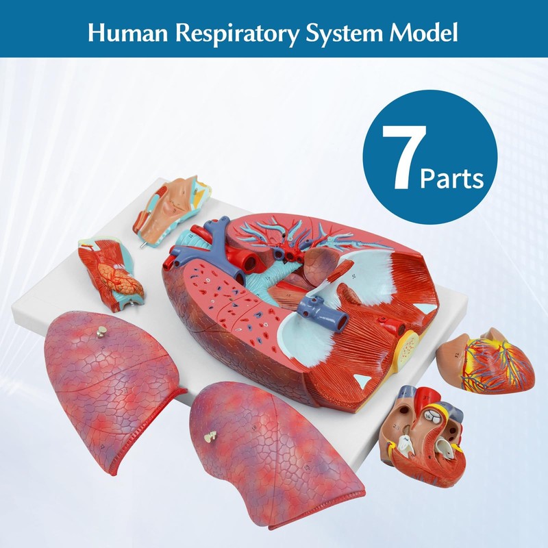 JNMFTD Human Respiratory System Model,1:1 Life Size Human Larynx Heart