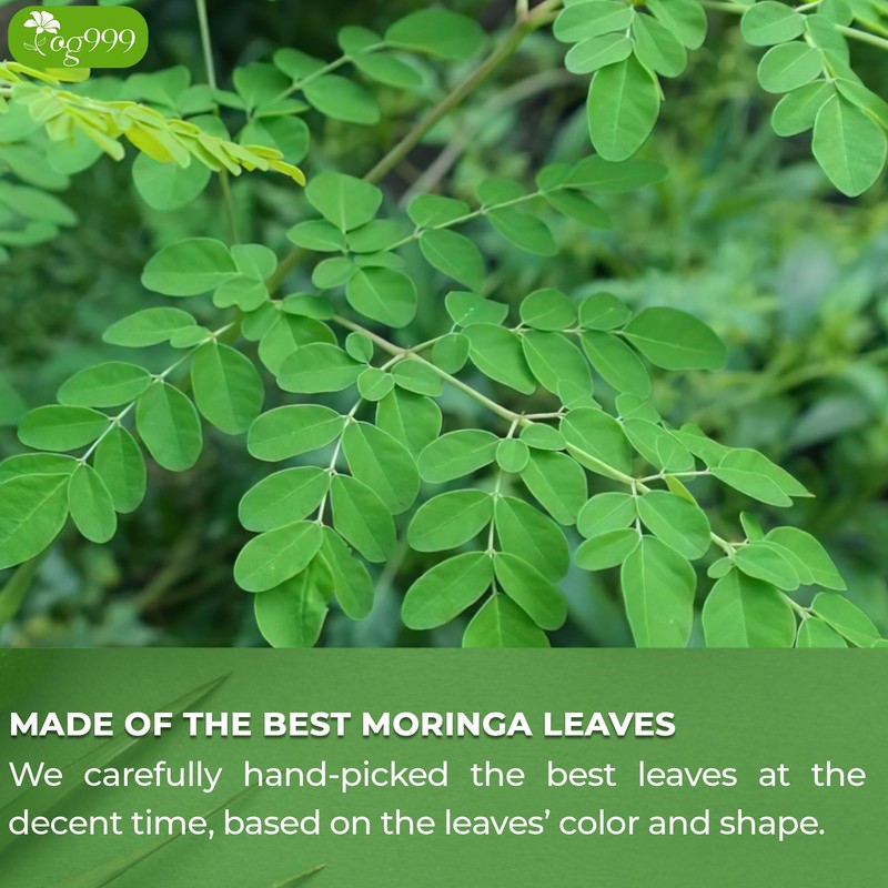 TOG999, Premium 60 Moringa Leaf Tea Bags, 100% Natural &