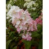 Proven Winners - Hydrangea pan. Fire Light (Panicle Hydrangea) Shrub,