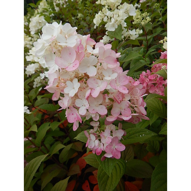 Proven Winners - Hydrangea pan. Fire Light (Panicle Hydrangea) Shrub,