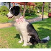 Petiry Pink Dog Collar with Detachable Sailor BowTie,Quick Release Buckle