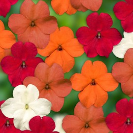 Outsidepride 75 Seeds Impatiens Imara XDR Hot Garden Flower Seed Mix for Planting