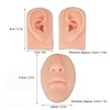 3D Nose and Mouth Model Silicone Ear Model Simulation Display