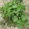 Symbeeosis Greek Organic Nettle Drink - Detoxifying Herbal Beverage with
