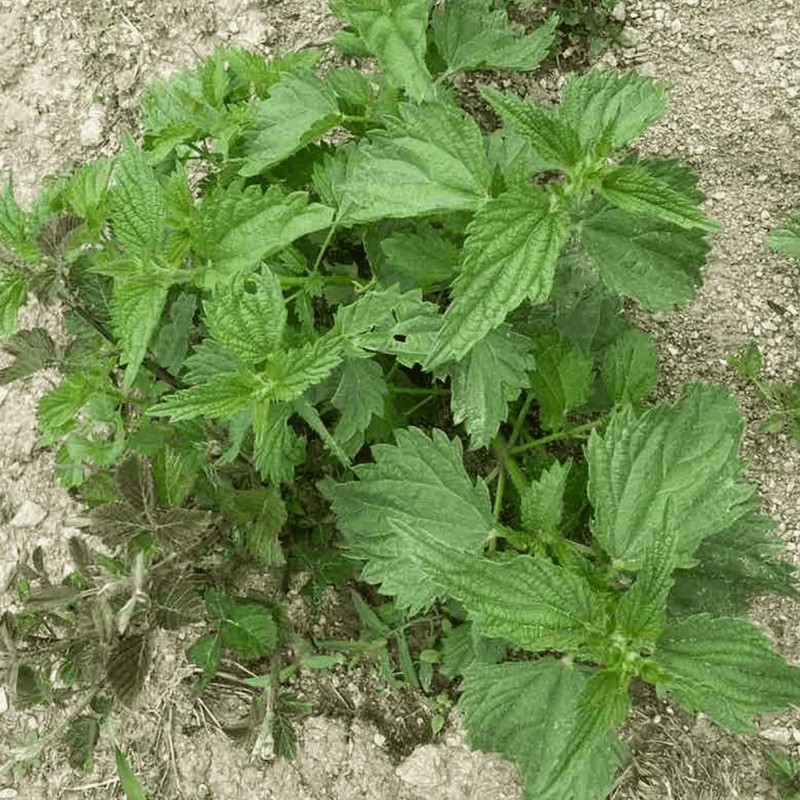 Symbeeosis Greek Organic Nettle Drink - Detoxifying Herbal Beverage with