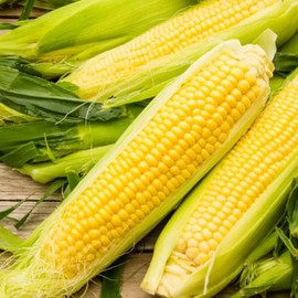 PAPAW'S GARDEN SUPPLY LLC. HELPING The NEXT GENERATION GROW! NK 199 Sweet Corn Treated Seeds, NON-GMO, 1 Pack of 200 Vegetable Seeds