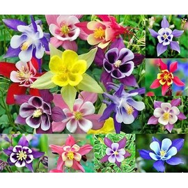 Harley Seeds 200 Columbine McKana Giants Flower Seeds, Perennial, Aquilegia caerulea, Colorful, Attracts Bees and Hummingbirds from USA