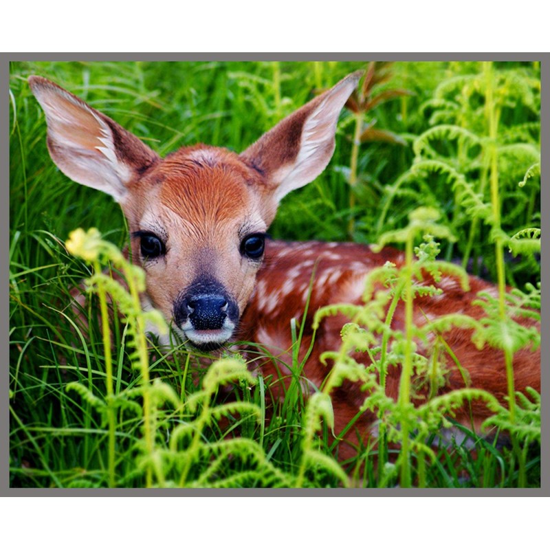 Brainstorm Toys Outdoor Adventure, Camping Projector