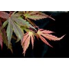 Kinran Japanese Maple 3 - Year Graft