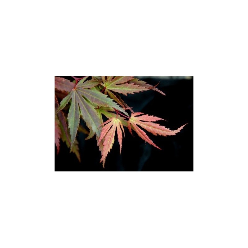 Kinran Japanese Maple 3 - Year Graft