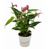 Purple Anthurium, Indoor Plant, Live Plant, 4 inch Pot -