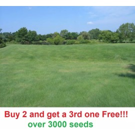 link 2 oz BUFFALO GRASS Seed Native Prairie Sedge Low Maintenance Drought Heat Turf