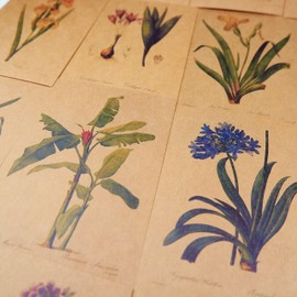 24 Sheets of Postcards, Vintage Postcards, with Beautiful Floral Language Printed on Kraft Paper, Love, Friendship, Life, Motivation Greeting Cards - Lily