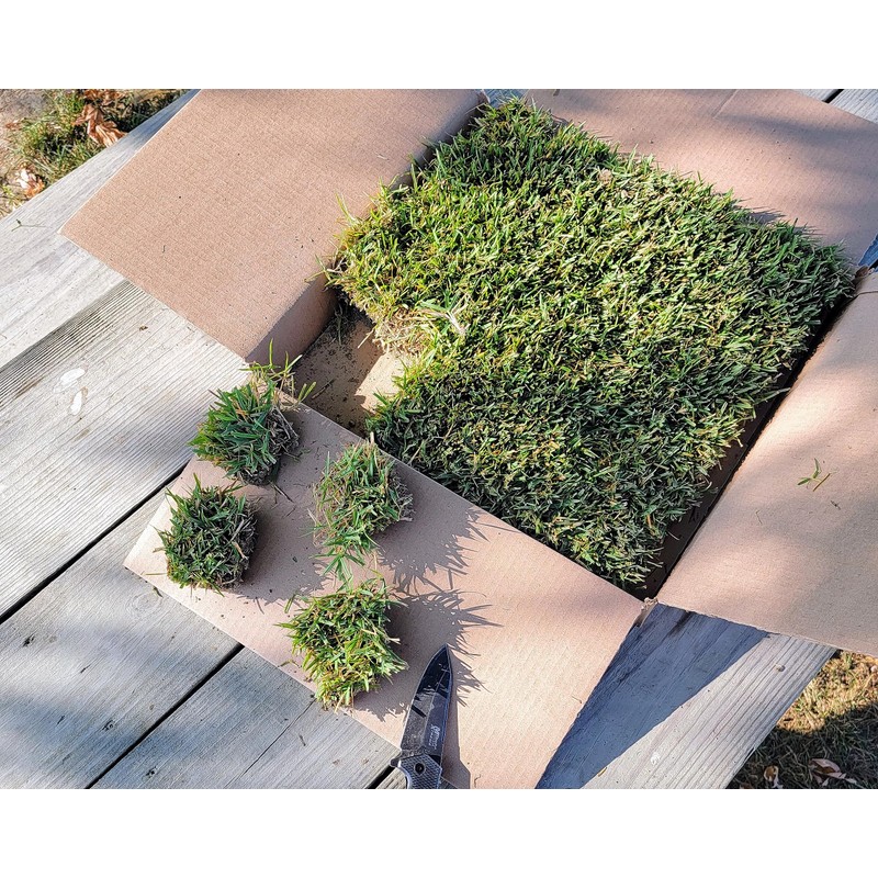 Zoysia Sod Slab for Plugs