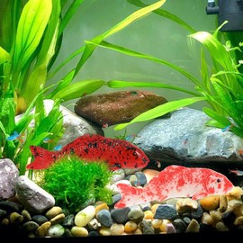 BESPORTBLE Realistic Simulated Fish Figures: Pack of 5 Floating Decoration for Aquariums, Floating Artificial Fish, DIY Tank Decoration, Aquarium Ornament, L