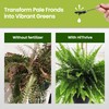 Fern Fertilizer for Greener Growth and Dense, Resilient Fronds, 16oz