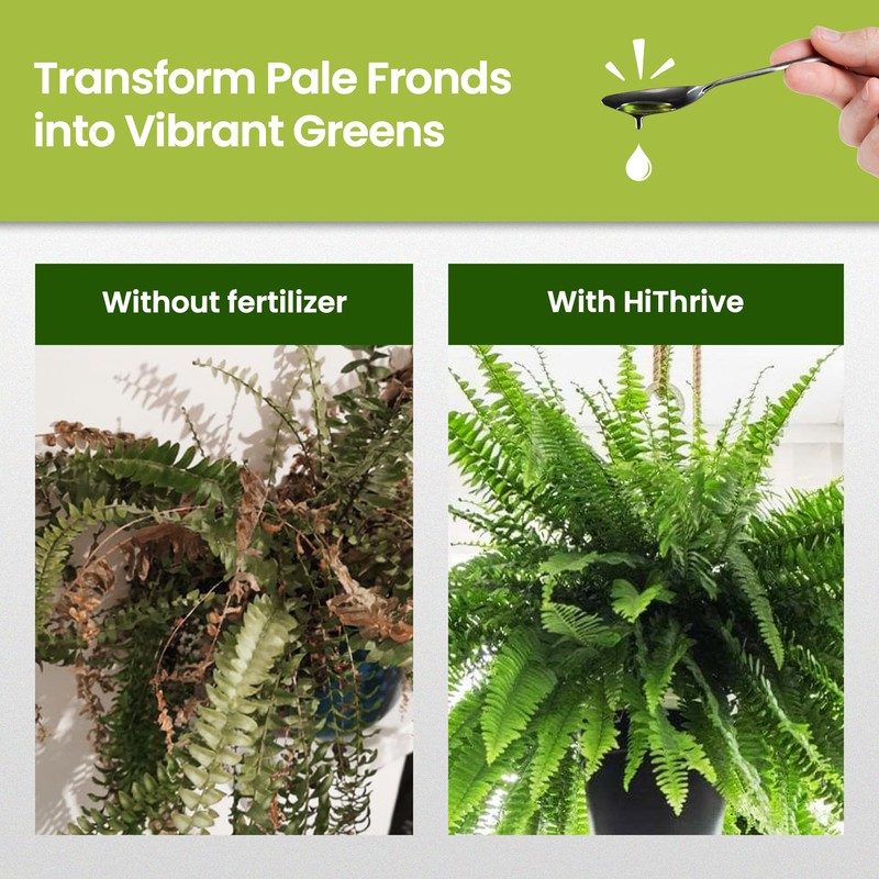 Fern Fertilizer for Greener Growth and Dense, Resilient Fronds, 16oz