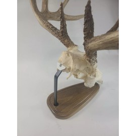 Thuli Products European Skull Mount Table Top Display  Dark White Oak