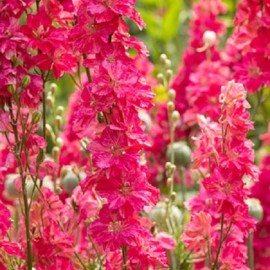 Green River Tropics 50 Red Delphinium Mix Seeds Perennial Seed Flower Flowers Perennial US SELLER