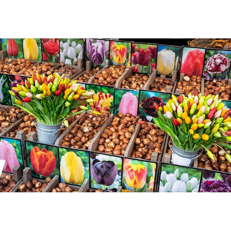 Black Parrot Tulip – 5 Bulbs – Dramatic Dark Purple-Black