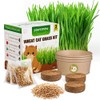 Cat Grass Kit for Indoor Cats, 3 Pack Fast Growing